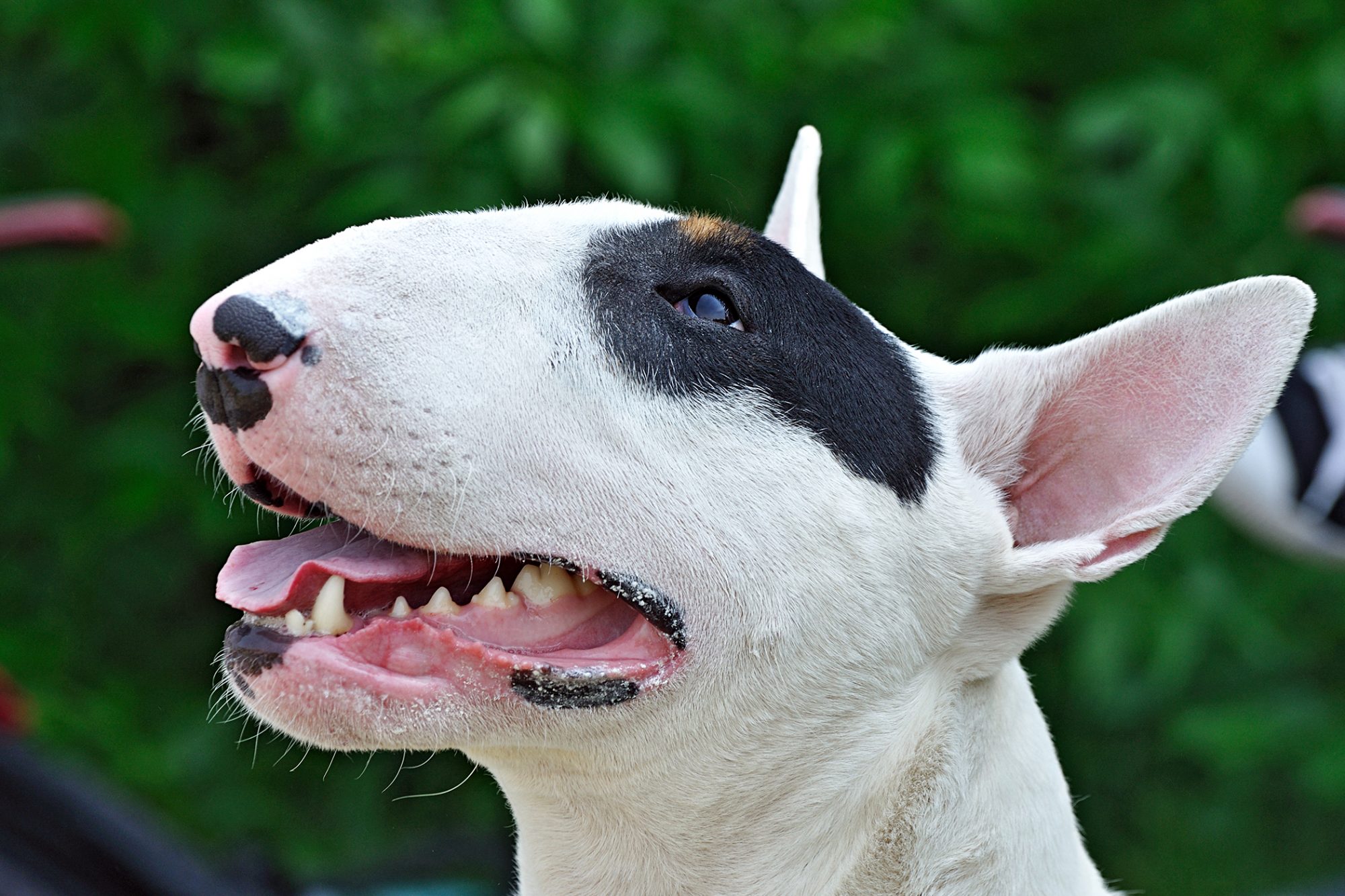 ブル・テリア - bull-terrier