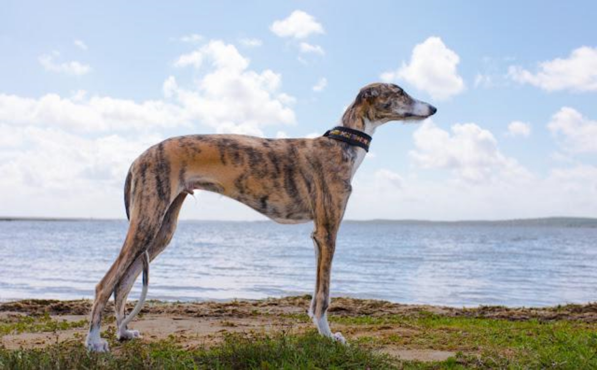 スパニッシュ・グレーハウンド-Spanish-Greyhound