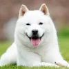 北海道犬 - Hokkaido