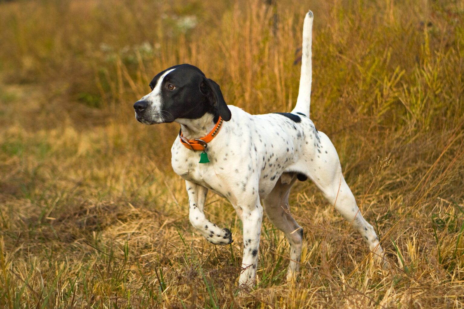 【イングリッシュ・ポインター】性格・寿命・値段などまとめ！ 犬の種類図鑑