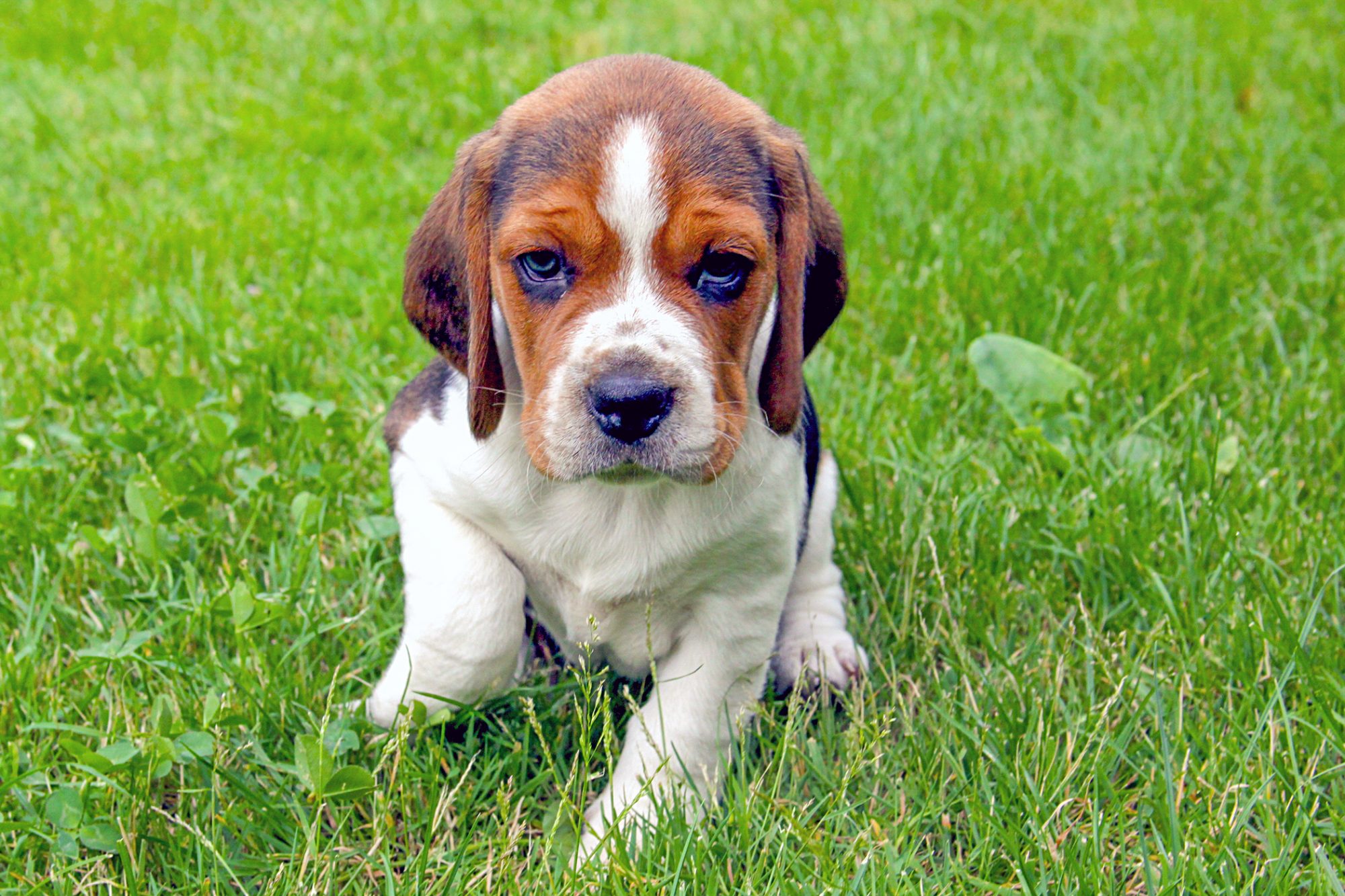 ビーグル - Beagle