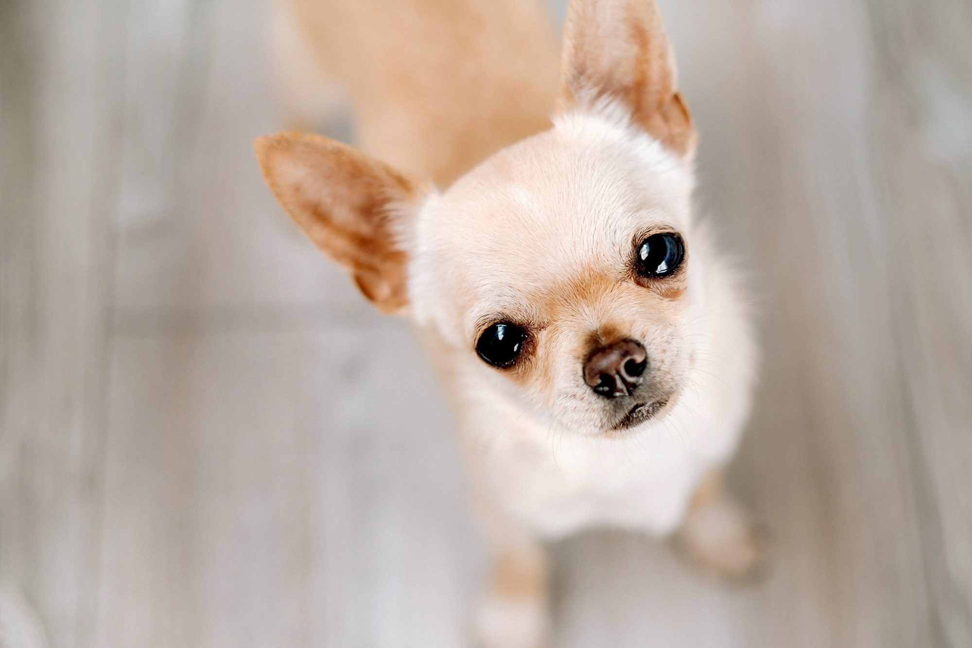 チワワ-Chihuahua
