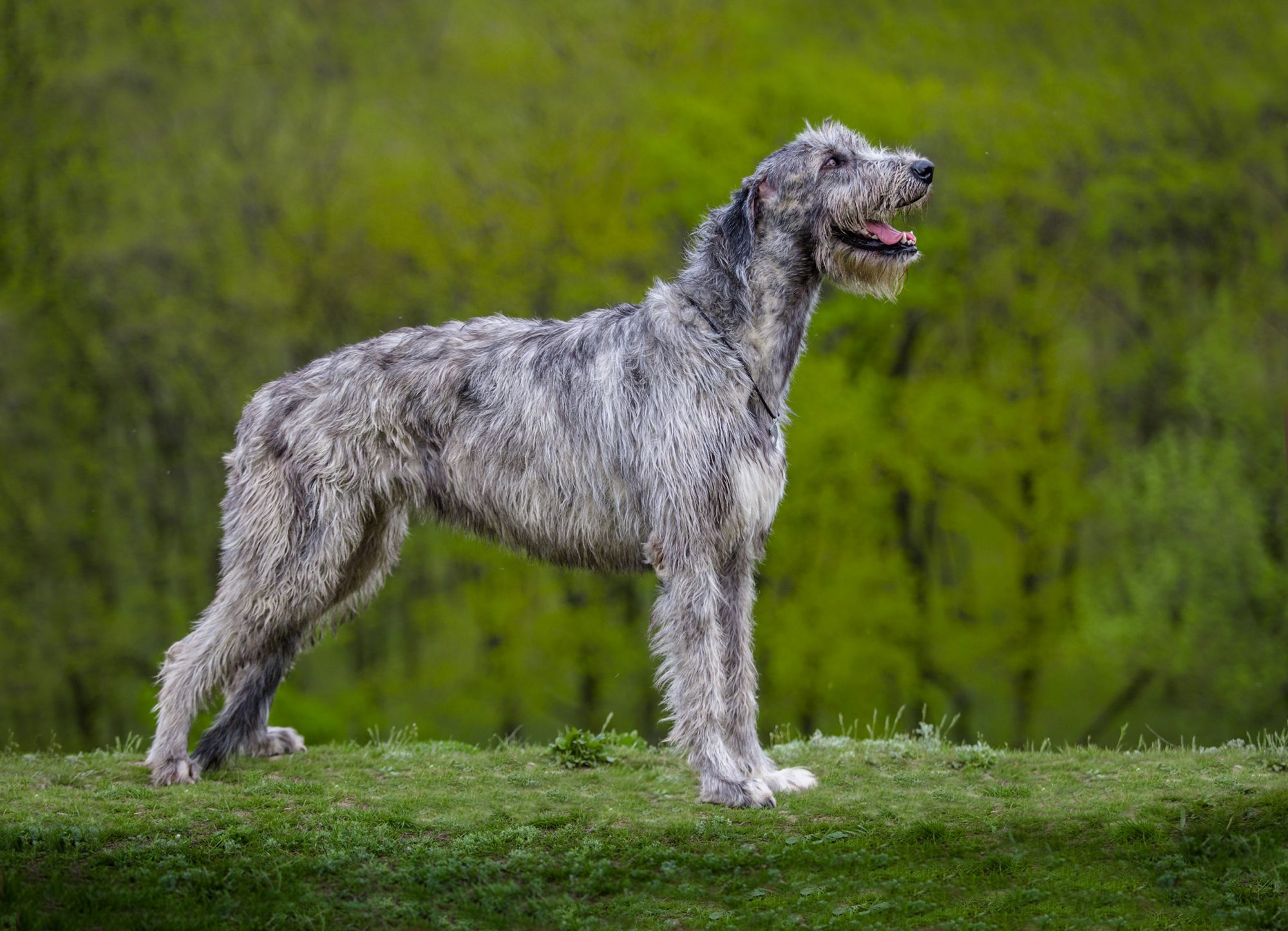 アイリッシュ・ウルフハウンド-Irish-Wolfhound